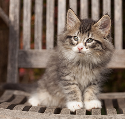 Larsen - 7 weeks old