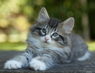 Larsen - 7 weeks old