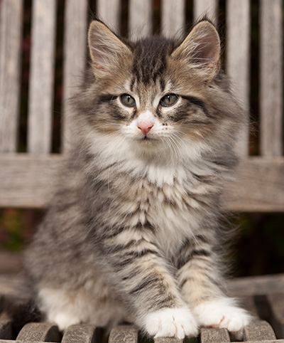 Larsen - 7 weeks old