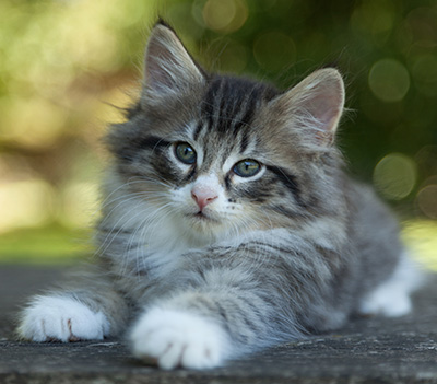 Larsen - 7 weeks old
