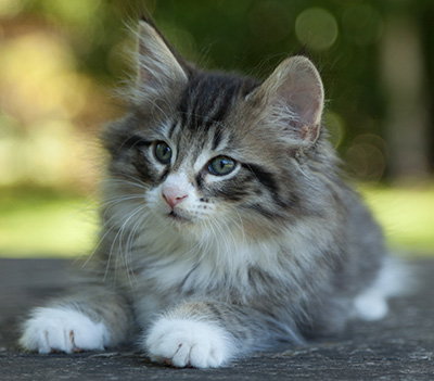 Larsen - 7 weeks old