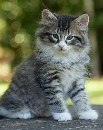 Larsen - 7 weeks old