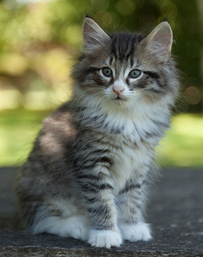 Larsen - 7 weeks old