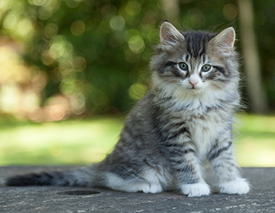 Larsen - 7 weeks old