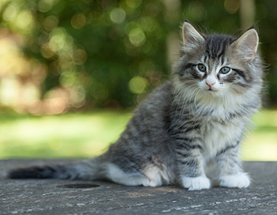 Larsen - 7 weeks old