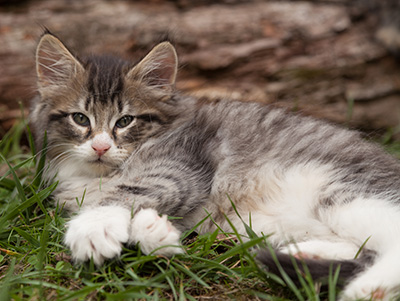 Larsen - 7 weeks old