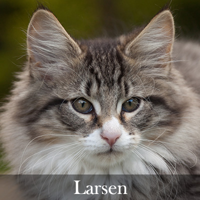 Larsen