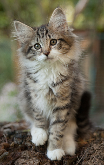 Lorrie - 12 weeks old