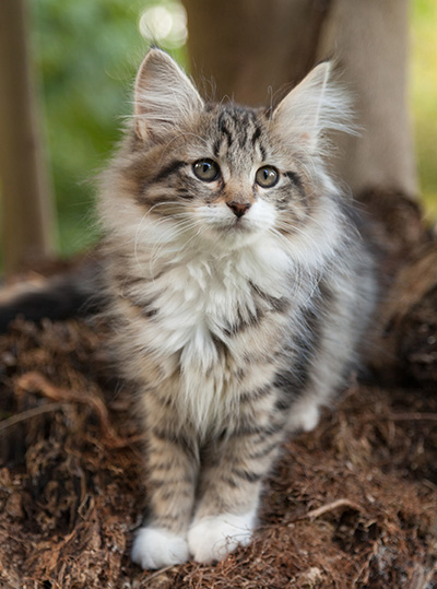 Lorrie - 12 weeks old