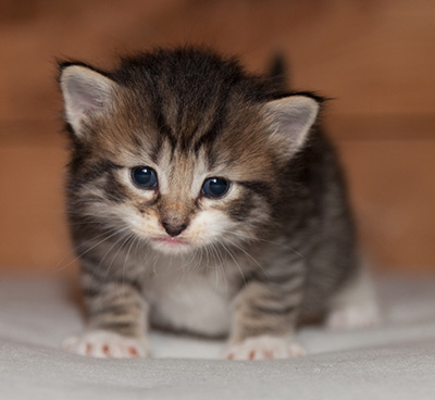 Lorrie - 3 weeks old