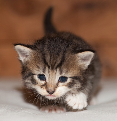 Lorrie - 3 weeks old