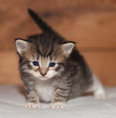 Lorrie - 3 weeks old