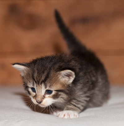 Lorrie - 3 weeks old