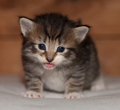 Lorrie - 3 weeks old