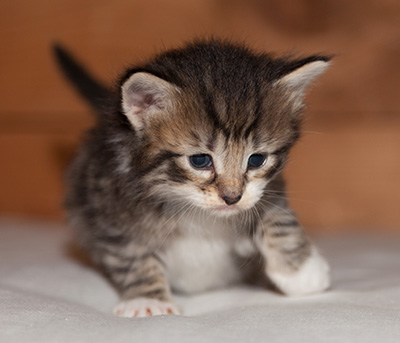 Lorrie - 3 weeks old