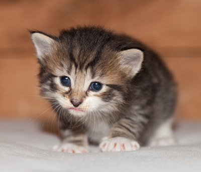Lorrie - 3 weeks old