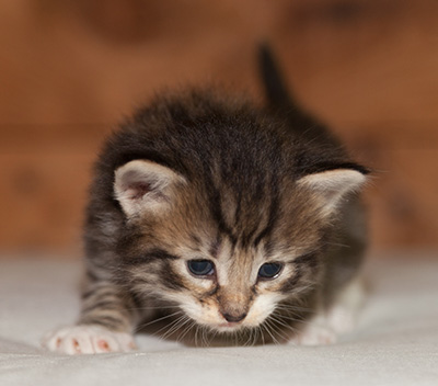 Lorrie - 3 weeks old