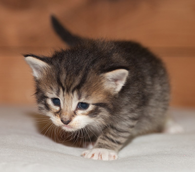 Lorrie - 3 weeks old