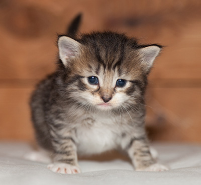 Lorrie - 3 weeks old