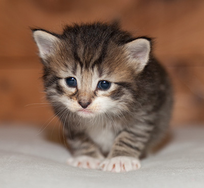 Lorrie - 3 weeks old