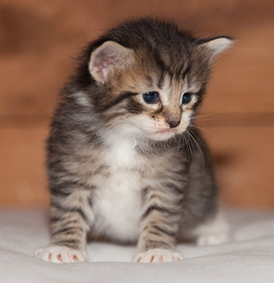 Lorrie - 3 weeks old