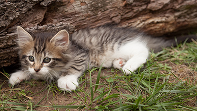 Lorrie - 7 weeks old