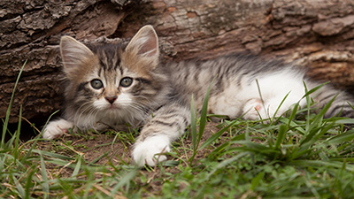 Lorrie - 7 weeks old