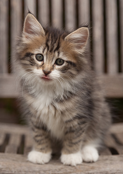 Lorrie - 7 weeks old
