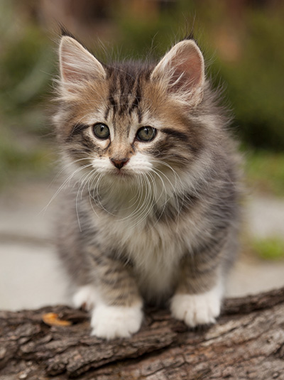Lorrie - 7 weeks old