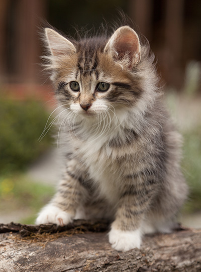 Lorrie - 7 weeks old