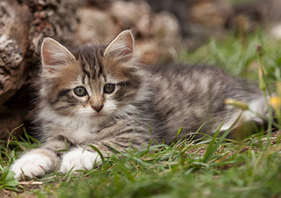 Lorrie - 7 weeks old