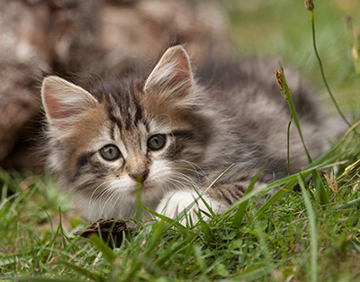 Lorrie - 7 weeks old
