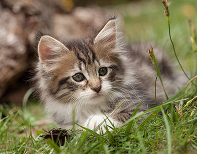 Lorrie - 7 weeks old