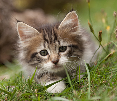 Lorrie - 7 weeks old