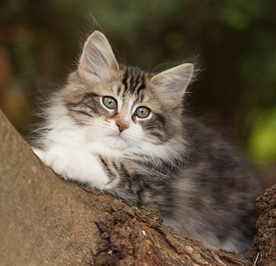 Loxen - 12 weeks old
