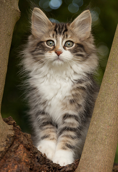 Loxen - 12 weeks old