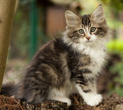 Loxen - 12 weeks old