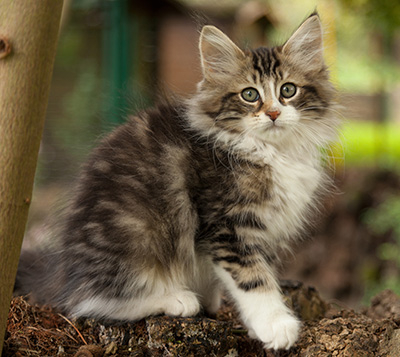 Loxen - 12 weeks old