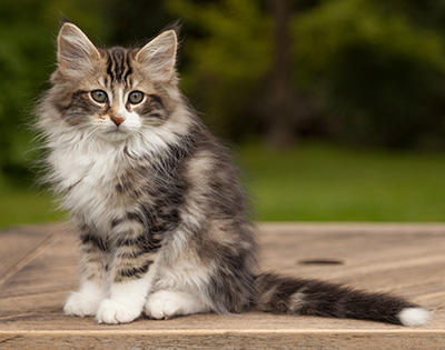 Loxen - 12 weeks old