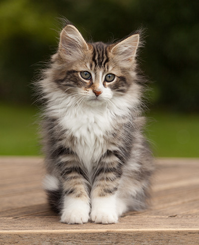 Loxen - 12 weeks old