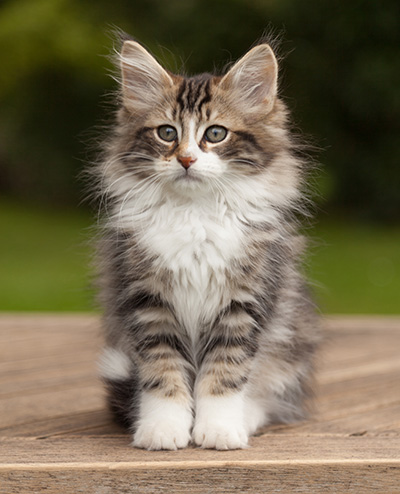 Loxen - 12 weeks old