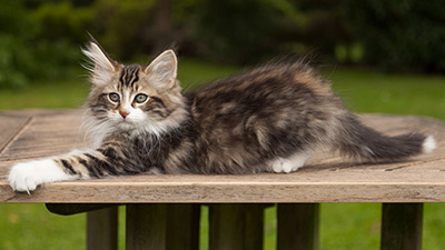 Loxen - 12 weeks old