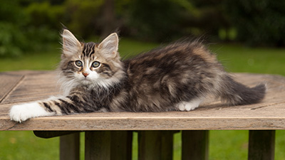 Loxen - 12 weeks old