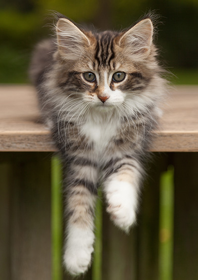 Loxen - 12 weeks old
