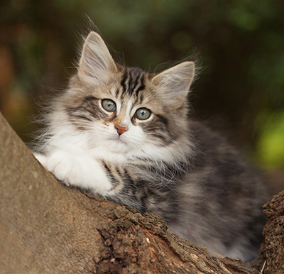 Loxen - 12 weeks old
