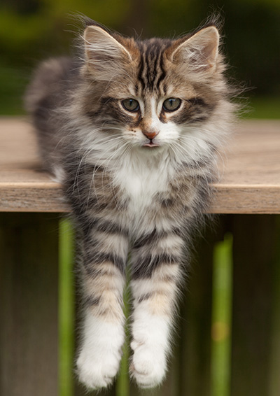 Loxen - 12 weeks old