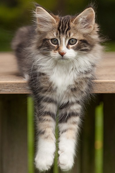 Loxen - 12 weeks old