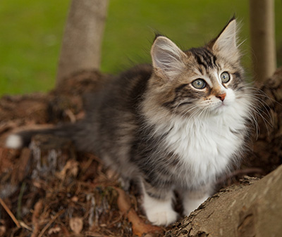Loxen - 12 weeks old