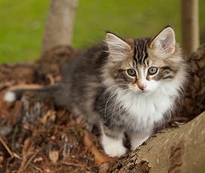 Loxen - 12 weeks old