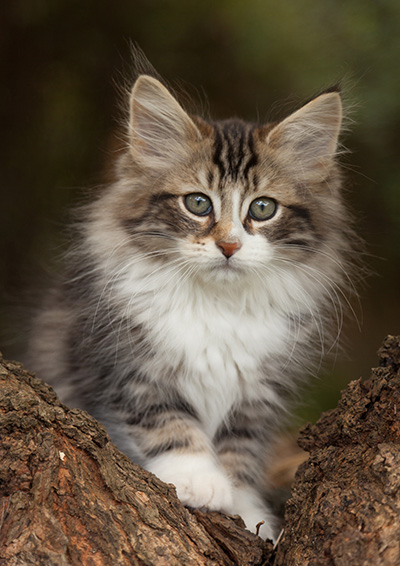 Loxen - 12 weeks old